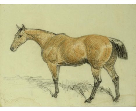BASIL JAMES NIGHTINGALE (1864-1940) PORTRAIT OF A HORSE  signed and inscribed "The Favourite Hack of H E Wise Esq Shrubland H