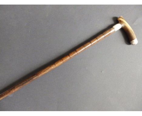 A lady's malacca walking stick with horn handle and white metal mounts 