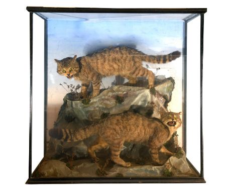 SCOTTISH WILDCATS (Felis silvestris silvestris) - SMALL &amp; SON, EDINBURGH a pair of Scottish Wildcats, mounted in a natura