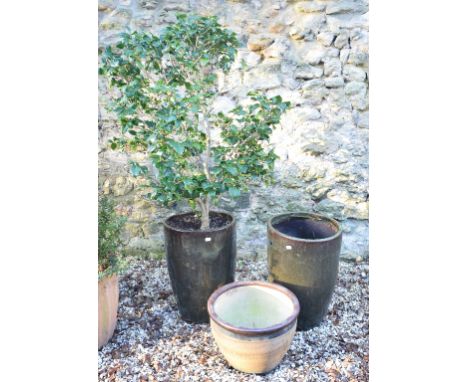 A pair of green glazed pottery garden planters, 63 cm high, one containing a tree, and another smaller plant (3) 