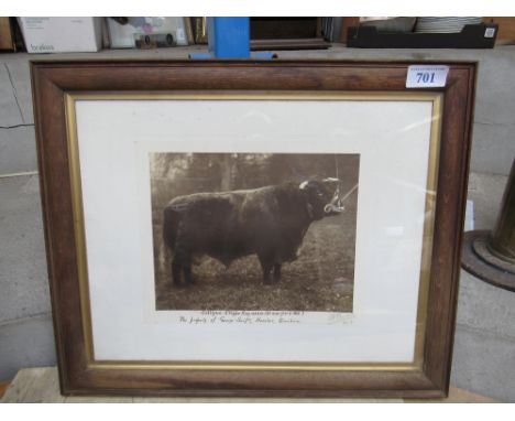  Sale Item:    PRINT BULL COLLYNIE CLIPPER KING 1924  Vat Status:   No Vat   Buyers Premium:  This lot is subject to a Buyers