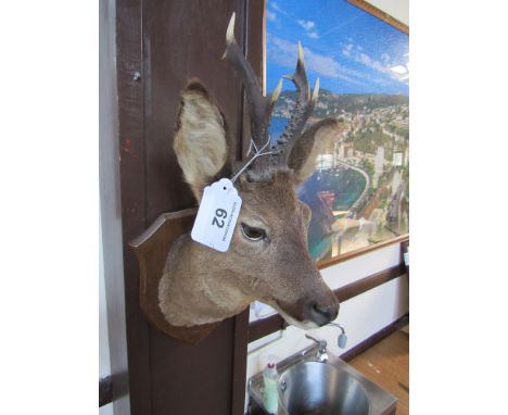  Sale Item:    ROE DEERS HEAD   Vat Status:   No Vat   Buyers Premium:  This lot is subject to a Buyers Premium of 15% + Vat 