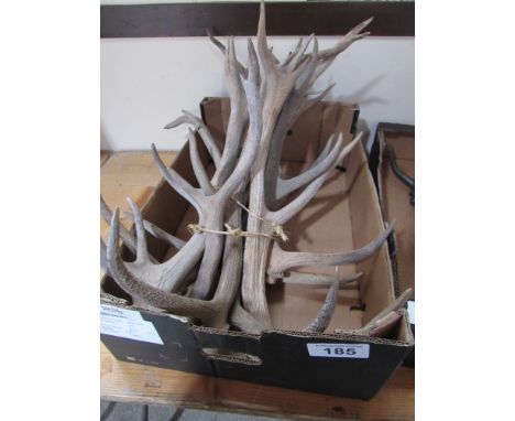  Sale Item:    BOX ANTLERS (AF)   Vat Status:   No Vat   Buyers Premium:  This lot is subject to a Buyers Premium of 15% + Va