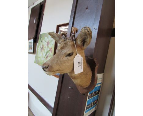  Sale Item:    ROE DEERS HEAD (AF)   Vat Status:   No Vat   Buyers Premium:  This lot is subject to a Buyers Premium of 15% +