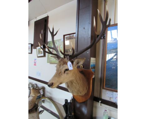  Sale Item:    STAGS DEERS HEAD (AF)   Vat Status:   No Vat   Buyers Premium:  This lot is subject to a Buyers Premium of 15%