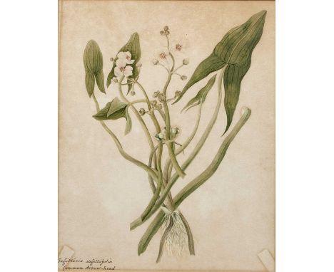 Collection of botanical watercoloursfour by Anne Giles of High Wycombe, circa 1870, 'Greater Tooth-wort' 25cm x 20.5cm, 'Cela