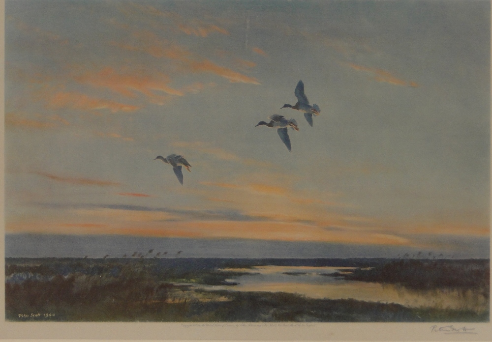 Sir Peter Scott,3 colour prints, ducks in flight, all signed in pencil ...