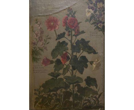 Attributed to Sebastian Gessa y Arias (1840-1920), a late 19th century oil on canvas, botanical study with annotations throug
