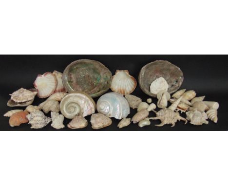 A box containing a collection of various shells