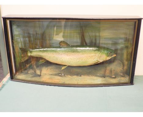 Taxidermy Trout in bow fronted glazed cabinet - caught at Somerley in 1989