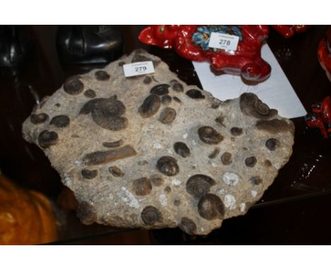 A ROCK SECTION CONTAINING FOSSIL GONIATITE, W 32.5 cm