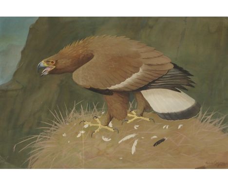 •RALSTON GUDGEON RSW (SCOTTISH 1910-1984) GOLDEN EAGLE; OTTER AND SALMON Gouache and watercolour, signed, 51 x 76cm (20 x 30"
