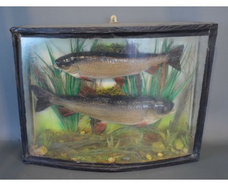 Two Large Taxidermy Chubb within a naturalistic bow fronted glazed cabinet, the case inscribed Chubb River Wey, 62 cms wide