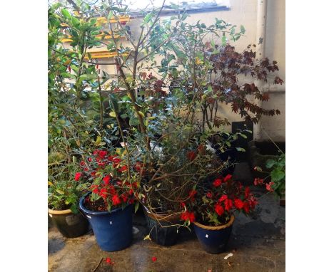 Seven blue glazed ceramic garden pots containing assortments of large shrubs and other plants. (B.P. 21% + VAT)