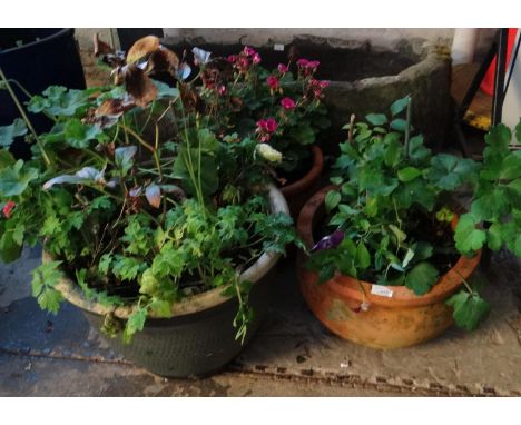 Three ceramic garden pots containing plants.   (B.P. 21% + VAT) 
