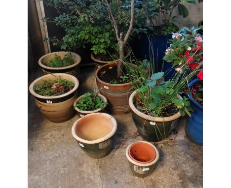 Eight ceramic garden pots containing various plants and shrubs.  (8)   (B.P. 21% + VAT) 