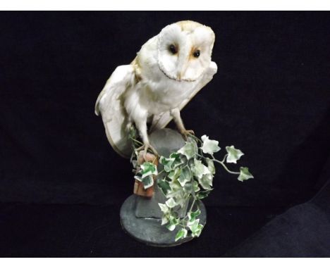 Attributed to GB Jack Crewdson - Barn Owl Dumfries Scotland 1992 Taxidermy - Barn Owl. 20th century(second half). Glass Eyes.
