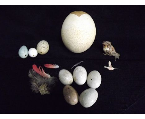Worldwide Birds Eggs Collection - Eltex &amp; Hunters Decoy Replica's with some Natural Blown. 5 x Ceramic glazed Stoneware c