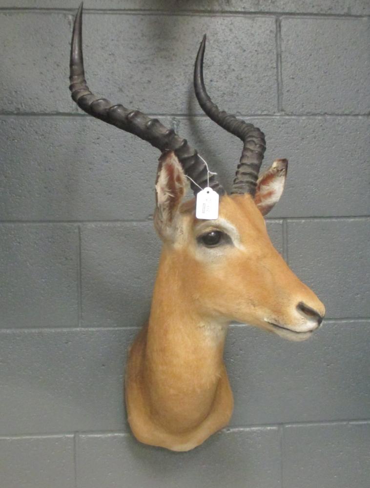 Taxidermy trophy mount Impala , neck mount together with a Duiker