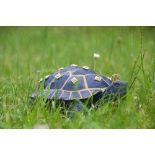 Right Royal Tortoise