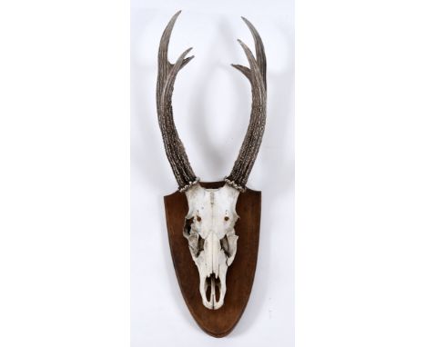 LARGE ANIMAL SKULL & ANTLERS mounted on a wooden shield. 95cms high