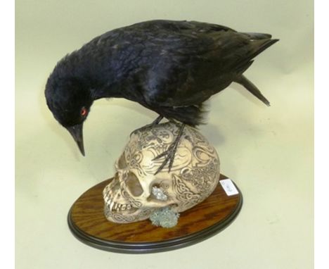 A CROW modelled open mounted, perched on a skull, on oval oak plinth, height 32cm 