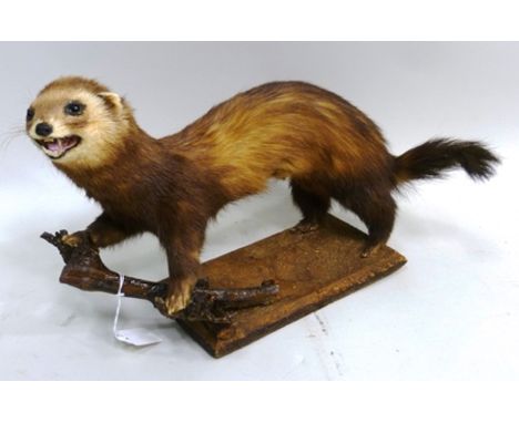 POLE CAT FERRET modelled forefeet on a branch, on rectangular plinth 