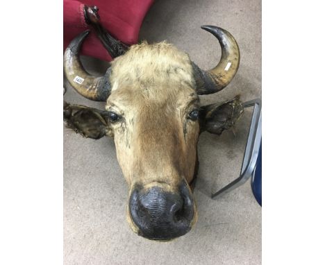 Taxidermy interest a large buffalo head .