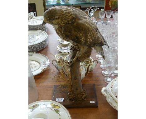 A taxidermy model of a buzzard 