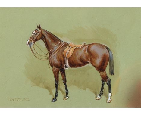 Frank Paton (1855-1909) - Portrait of a Saddled Hunter, signed and dated 1902, watercolour and bodycolour on coloured paper, 