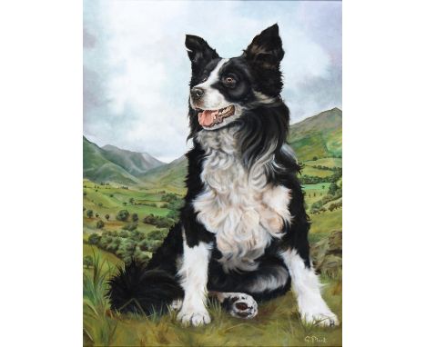 G. Plant, 20th c - Portrait of a Border Collie, signed, oil on canvas, 60 x 44cm  Good condition.