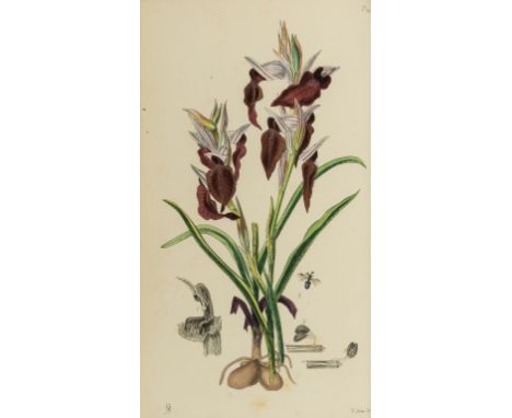 Flora.- Moggridge (J. Traherne) Contributions to the Flora of Mentone, first edition, 50 hand-coloured lithographed plates, l