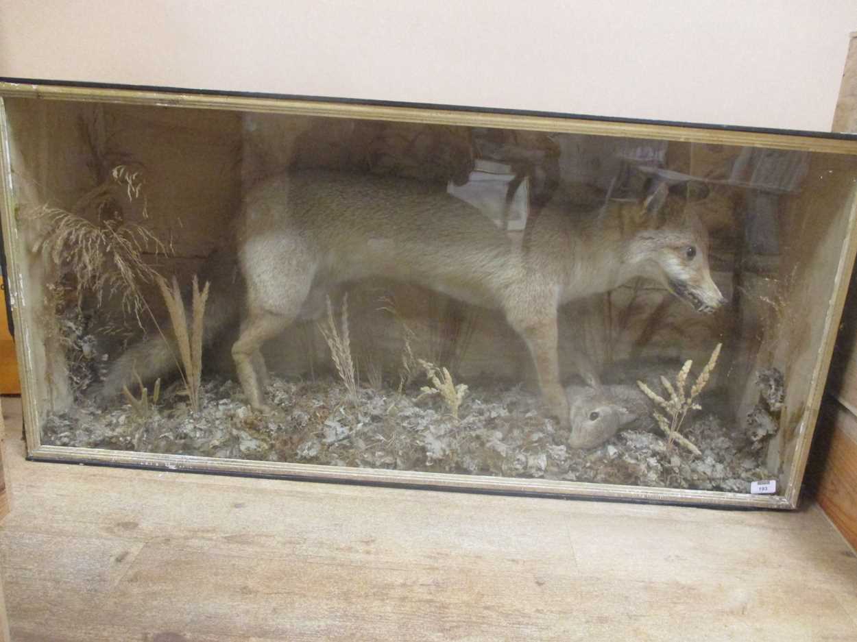 A taxidermy rabbit caught by a fox within a wooden and glazed case 58 x