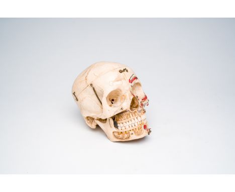 Full title: A human skull for academic purposes with sagittal and transverse section, 20th C.Description:H 18 - L 13,5 - D 21