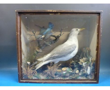 A cased taxidermy study of a seagull and kingfisher in a naturalistic foreshore setting. Script to back of board "E Poole, Ha