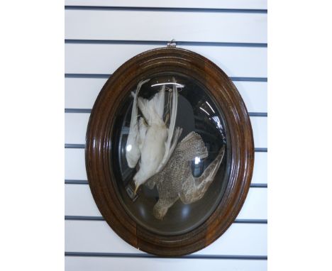 An Edwardian taxidermy study of two birds mounted under a glass dome and oak framed surround. Label verso "French Wild Birds"