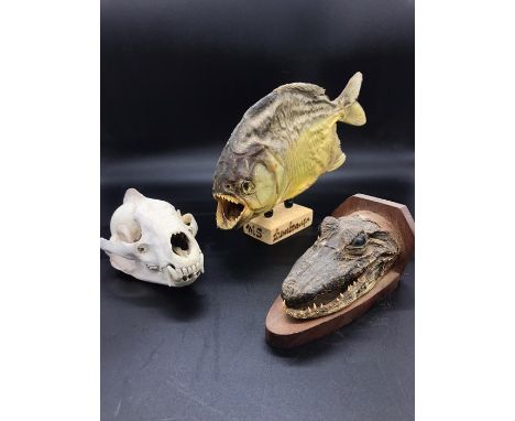 Three items of Taxidermy to include a skull and a piranha.