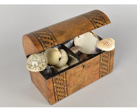 An Arched Topped Inlaid Walnut Two Division Tea Caddy Containing a Collection of Seashells, 23cms Wide