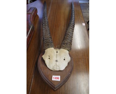 Taxidermy:&nbsp;a large pair of oryx horns, on partial skull mount, the horns 94cm long. 