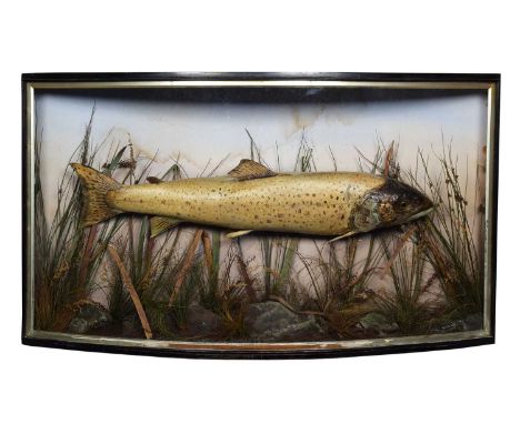 Taxidermy: A Cased Large Brown Trout (Salmo trutta), circa 1930, R. Raine, Scientific &amp; Ornamental Taxidermist , Gun &amp