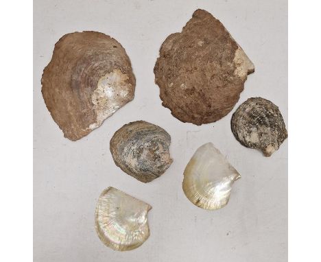 Two large oyster shells&nbsp;with mother-of-pearl interior and four other similar, smaller (6)&nbsp;