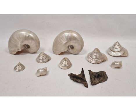 Two large nautilus shells,&nbsp;seven spiral shells&nbsp;and two others&nbsp;with mother-of-pearl interior (11)&nbsp;Conditio