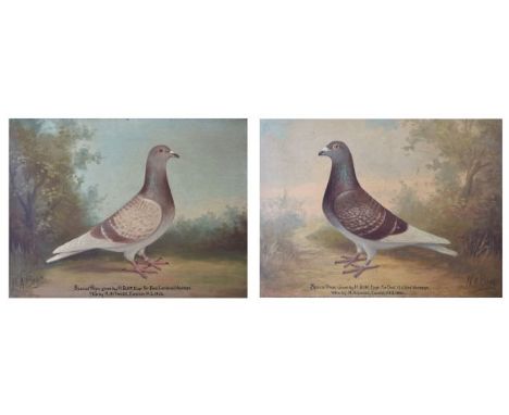 Andrew Beer (1862-1954) - Pair of oils on canvas - Prize Racing Pigeons, not named as is usual but with script 'Special Prize