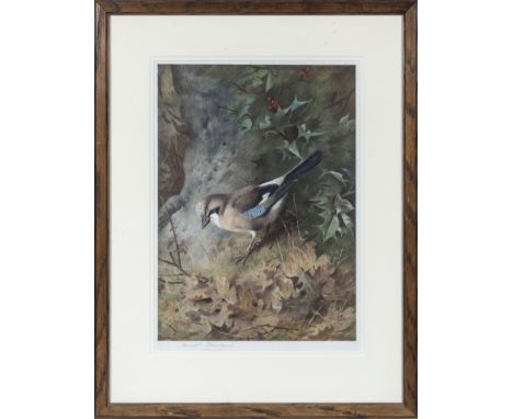 Archibald Thorburn (1860-1935)A large framed print signed in pencil depicting a jay, 50cm x 40cm