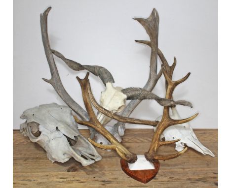 Three pairs of mounted antlers, a rams skull and horns and another skull.  