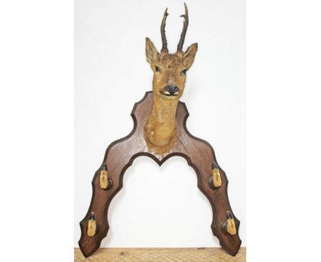A taxidermy deer trophy head with hoof gun rack, length 100cm.  
