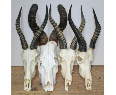 A red hartebeest skull with horns, length 65cm, together with three others similar.  