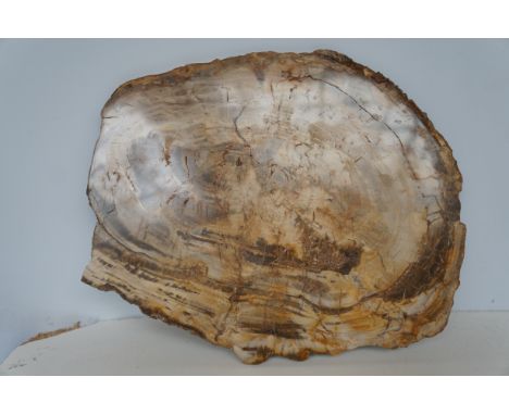Fossilised tree trunk slice 33cm