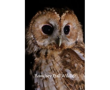 An Evening of Wildlife Photography
Voucher for one valid for six months. Subject to availability.&nbsp;
The Bawdsey Hall Wild