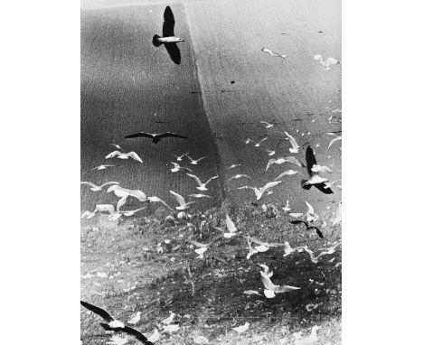  MARIO GIACOMELLI 1925-2000 Gabbiani 1983 Stampa fotografica vintage alla gelatina sali d’argento. Firma dell’autore al recto